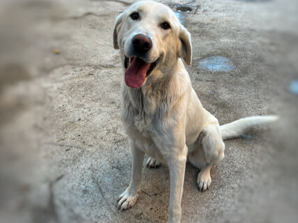 img principal ADOPTA Sitios Pet Friendly
