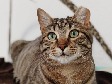 img principal ADOPTA Sitios Pet Friendly