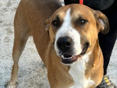 img principal ADOPTA Sitios Pet Friendly
