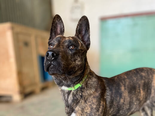 img principal ADOPTA Sitios Pet Friendly