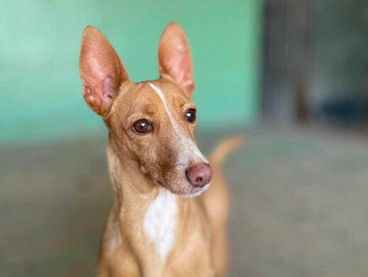 img principal ADOPTA Sitios Pet Friendly