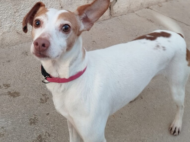 img principal ADOPTA Sitios Pet Friendly