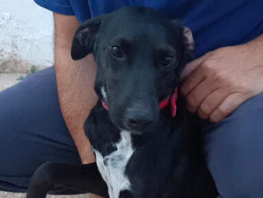 img principal ADOPTA Sitios Pet Friendly