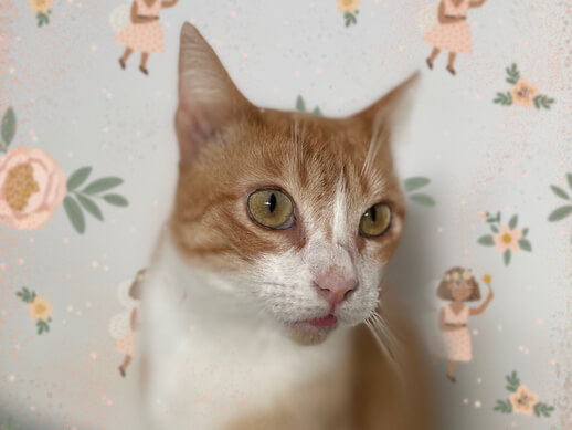 img principal ADOPTA Sitios Pet Friendly