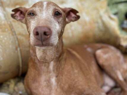 img principal ADOPTA Sitios Pet Friendly
