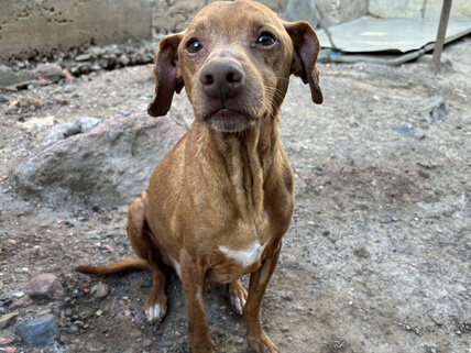 img principal ADOPTA Sitios Pet Friendly