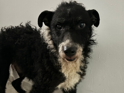 img principal ADOPTA Sitios Pet Friendly
