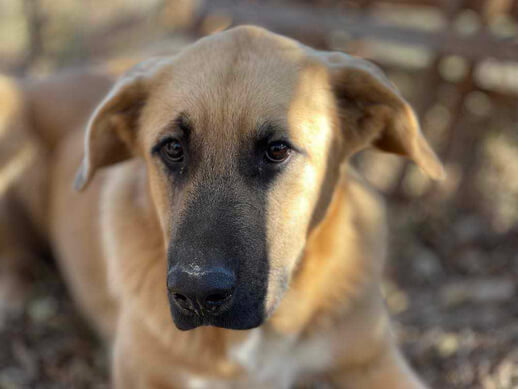 img principal ADOPTA Sitios Pet Friendly
