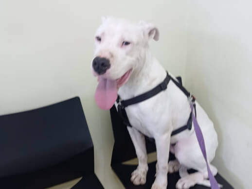 img principal ADOPTA Sitios Pet Friendly