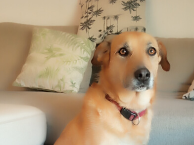 img principal ADOPTA Sitios Pet Friendly