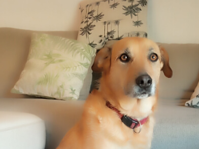 img principal ADOPTA Sitios Pet Friendly