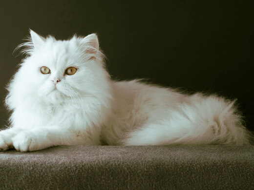 img principal ADOPTA Sitios Pet Friendly