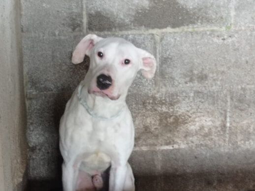 img principal ADOPTA Sitios Pet Friendly