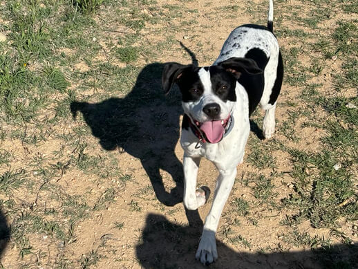 img principal ADOPTA Sitios Pet Friendly