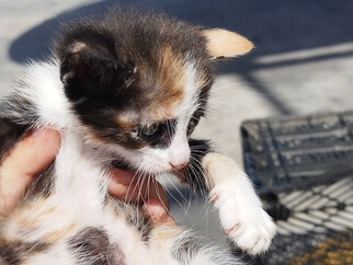 img principal ADOPTA Sitios Pet Friendly