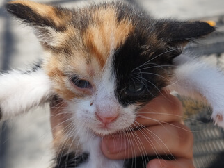 img principal ADOPTA Sitios Pet Friendly