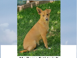 img principal ADOPTA Sitios Pet Friendly
