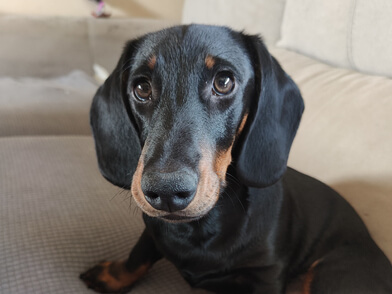 img principal ADOPTA Sitios Pet Friendly