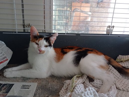 img principal ADOPTA Sitios Pet Friendly