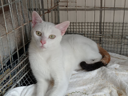 img principal ADOPTA Sitios Pet Friendly