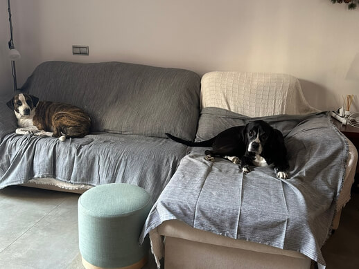 img principal ADOPTA Sitios Pet Friendly