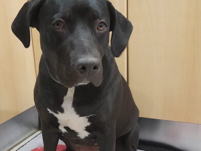 img principal ADOPTA Sitios Pet Friendly