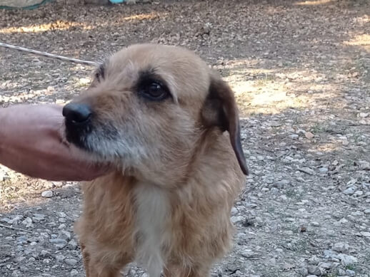 img principal ADOPTA Sitios Pet Friendly