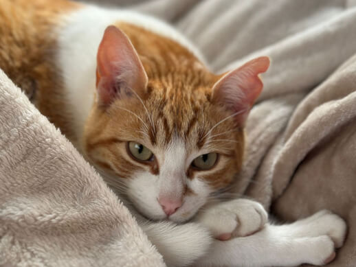 img principal ADOPTA Sitios Pet Friendly