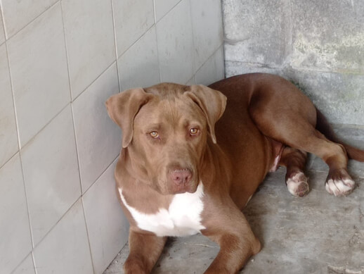 img principal ADOPTA Sitios Pet Friendly