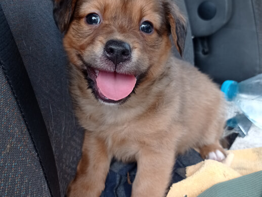 img principal ADOPTA Sitios Pet Friendly
