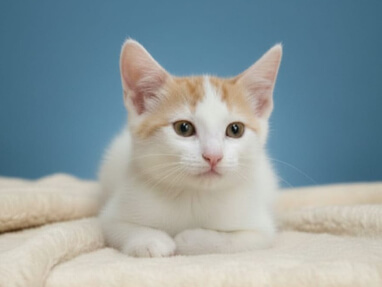 img principal ADOPTA Sitios Pet Friendly