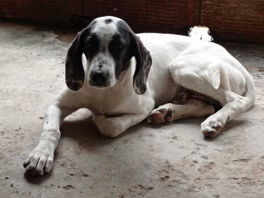 img principal ADOPTA Sitios Pet Friendly
