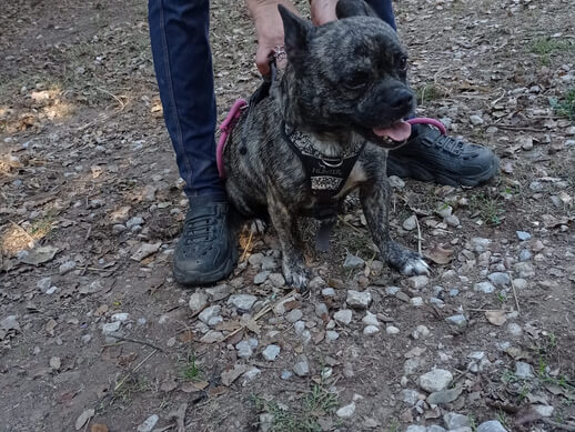 img principal ADOPTA Sitios Pet Friendly