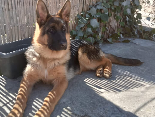 img principal ADOPTA Sitios Pet Friendly