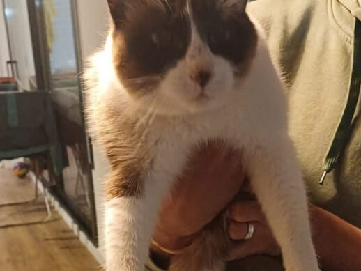 img principal ADOPTA Sitios Pet Friendly