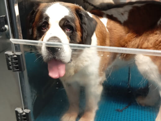 img principal ADOPTA Sitios Pet Friendly