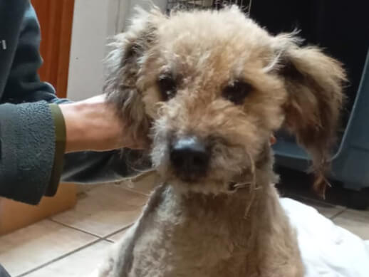 img principal ADOPTA Sitios Pet Friendly