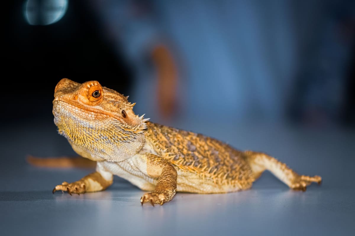 Terrario con dragón barbudo, uno de los animales exóticos legales más comunes