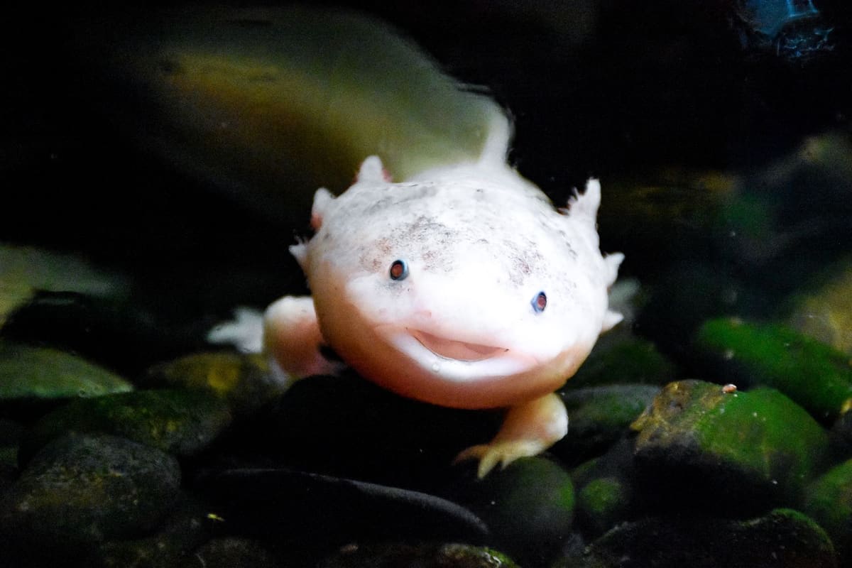 Ajolote acuático en pecera, mascota exótica legal sin licencia en España