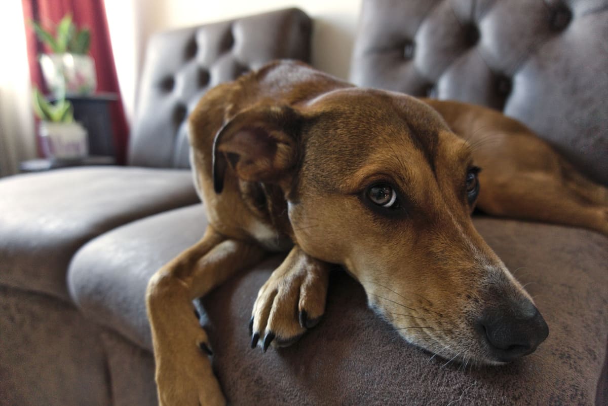 Perro adoptado adaptándose a su nuevo hogar tras el proceso de adopción