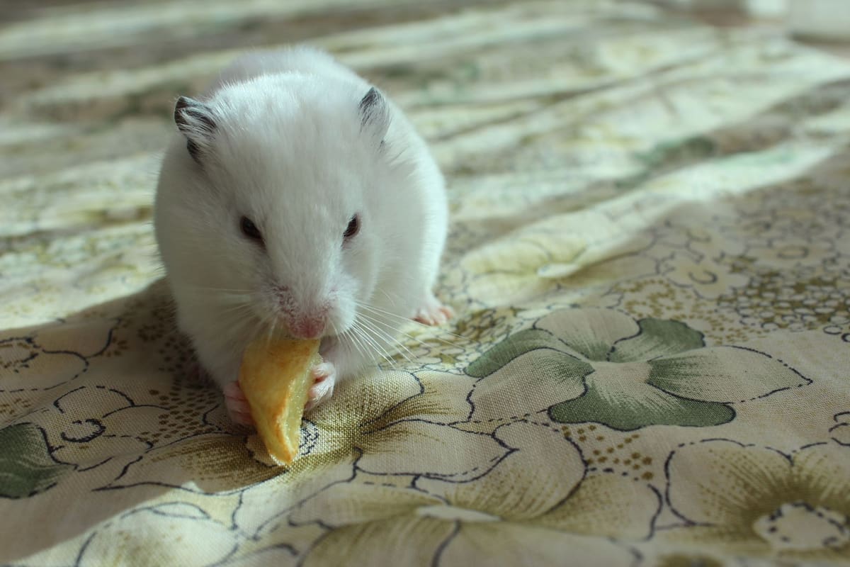 Frutas para hamster seguras como manzana y fresa cortadas en trozos pequeños
