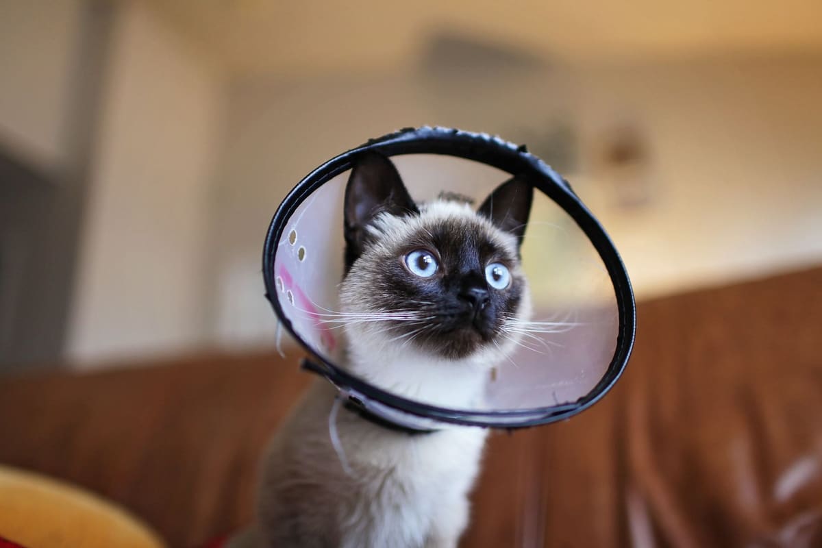 Veterinaria revisando la salud de un gato siamés en una consulta