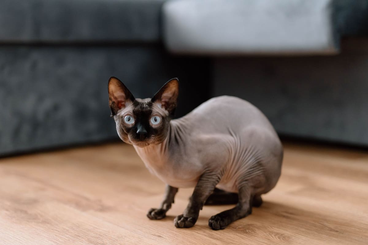 Gatito sin pelo comiendo pienso de alta energía en un cuenco pequeño