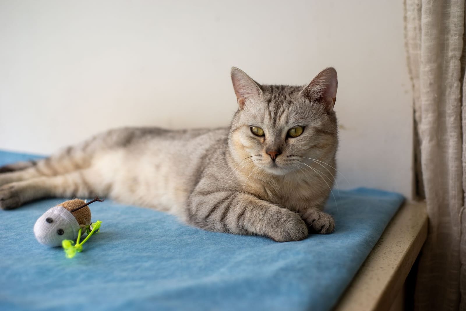 Cuánto dura el embarazo de una gata: semana a semana