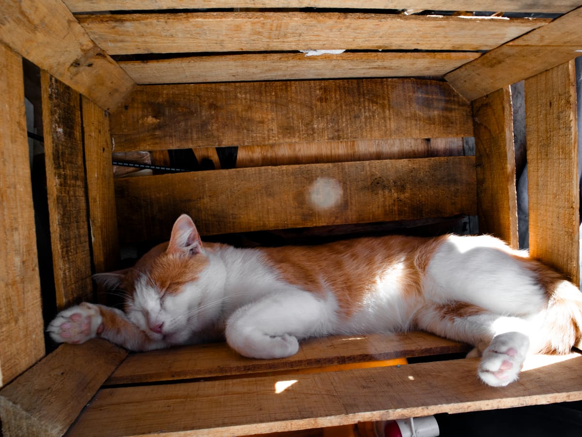 Caja de parto preparada con toallas para el parto de gata en casa