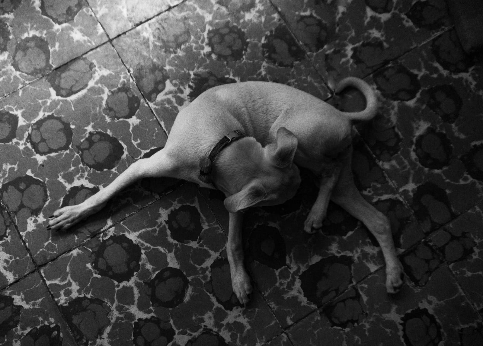 Mi perro se lame mucho las patas: causas y soluciones
