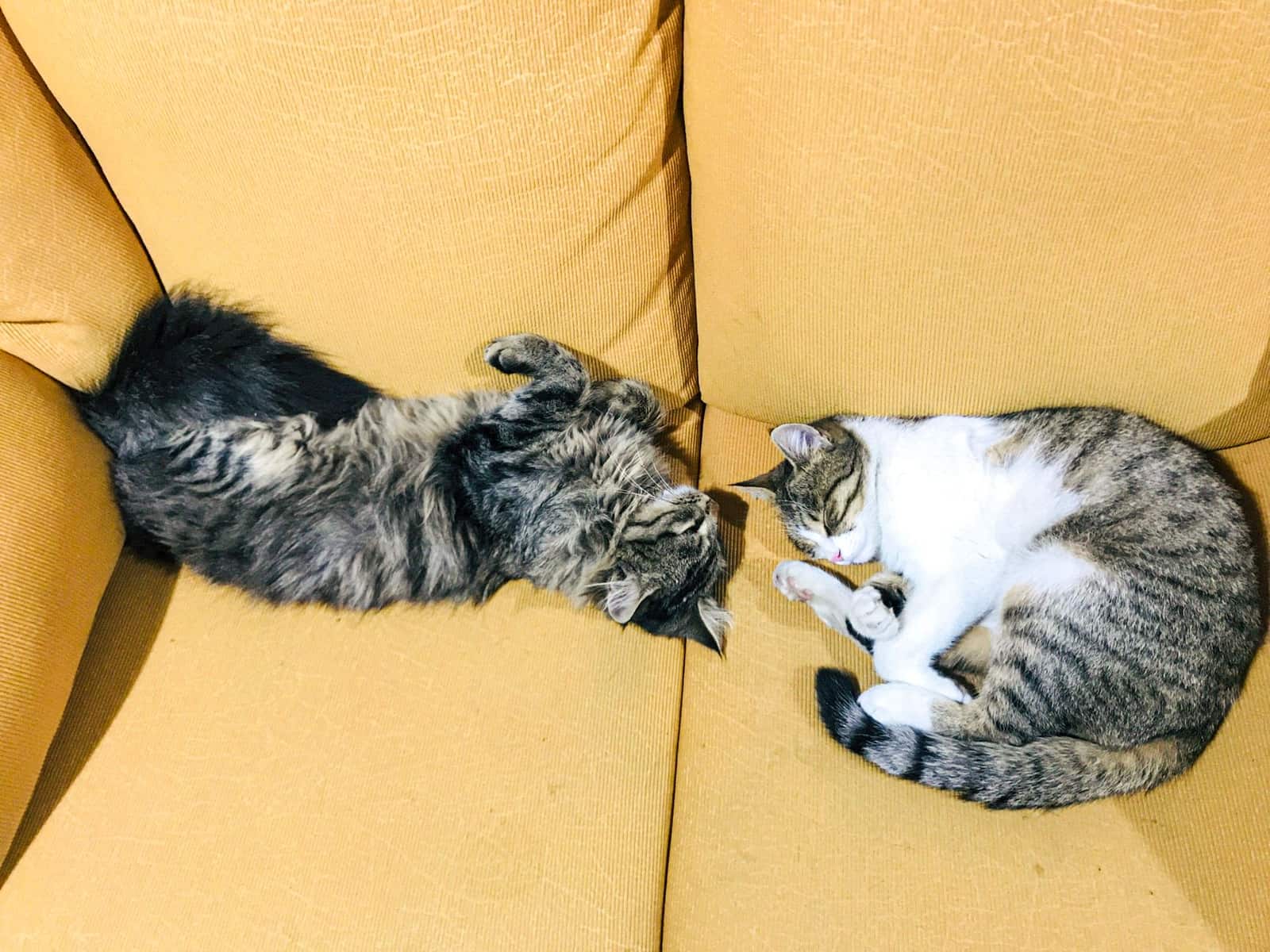 Gatos