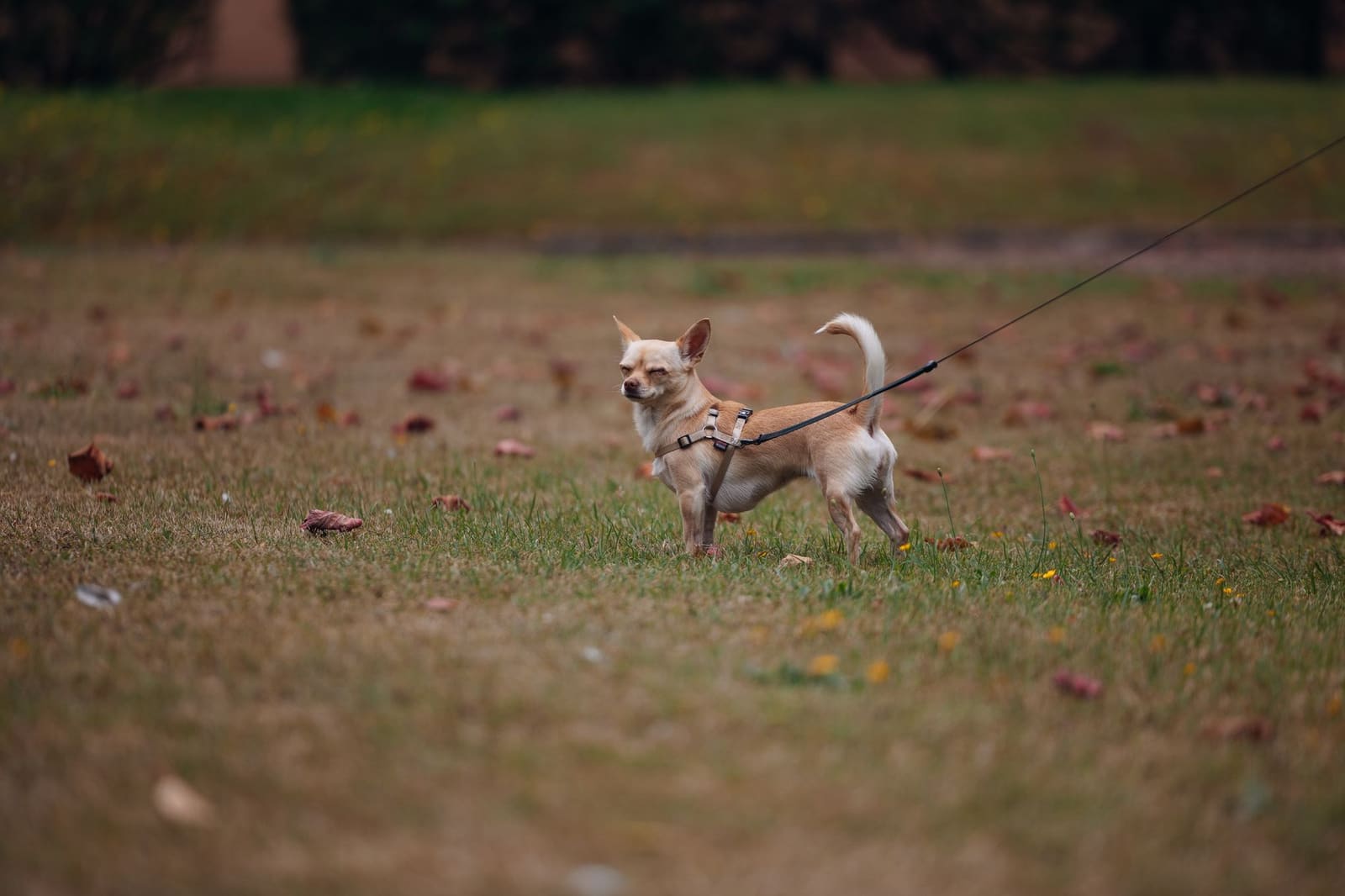 Perros